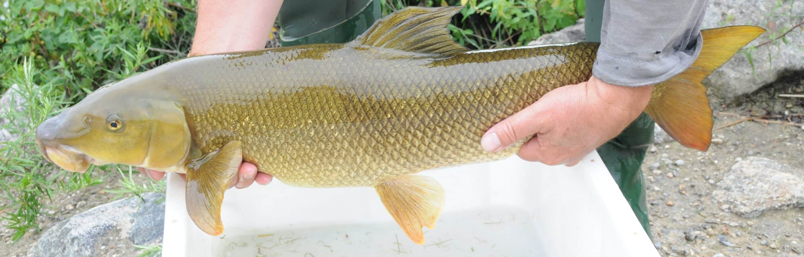 Quelle utilisation les poissons font-ils des habitats aquatiques dans la plaine alluviale du Rhône restauré ?